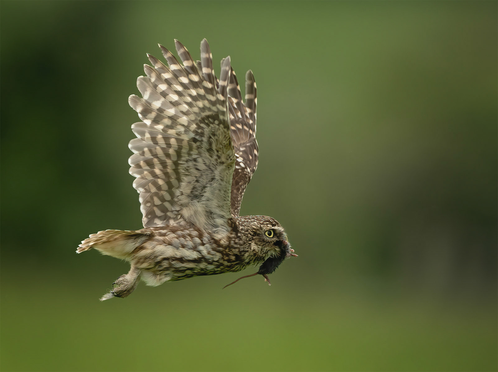 Cuckoo’s