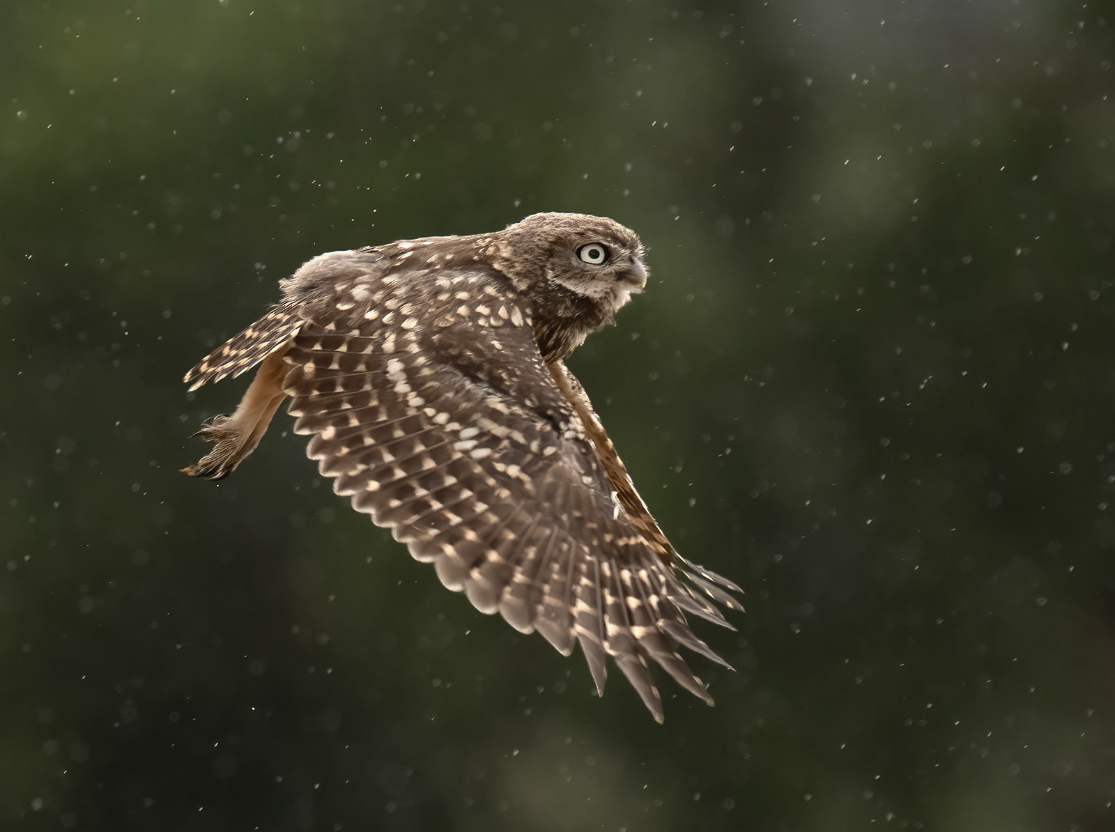 Manchester Athletics