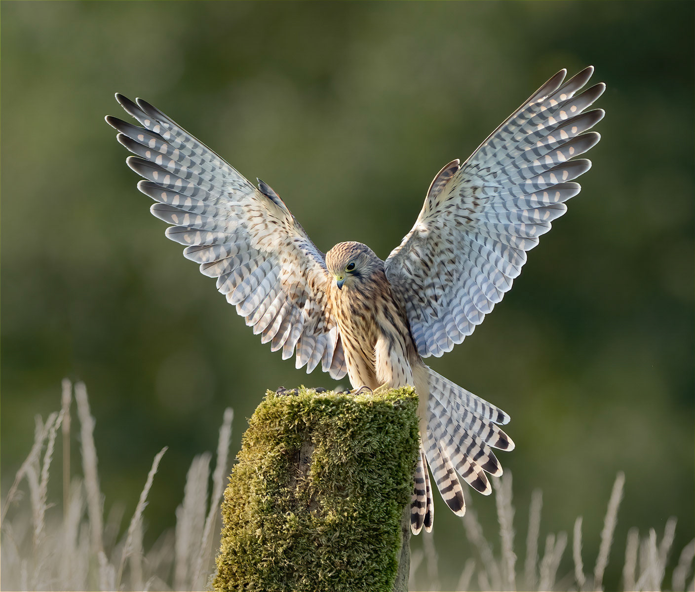 Manchester Athletics