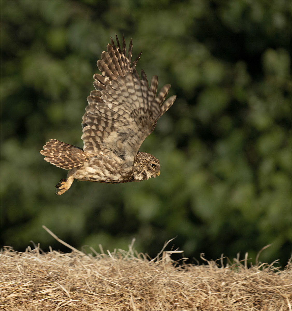 Manchester Athletics