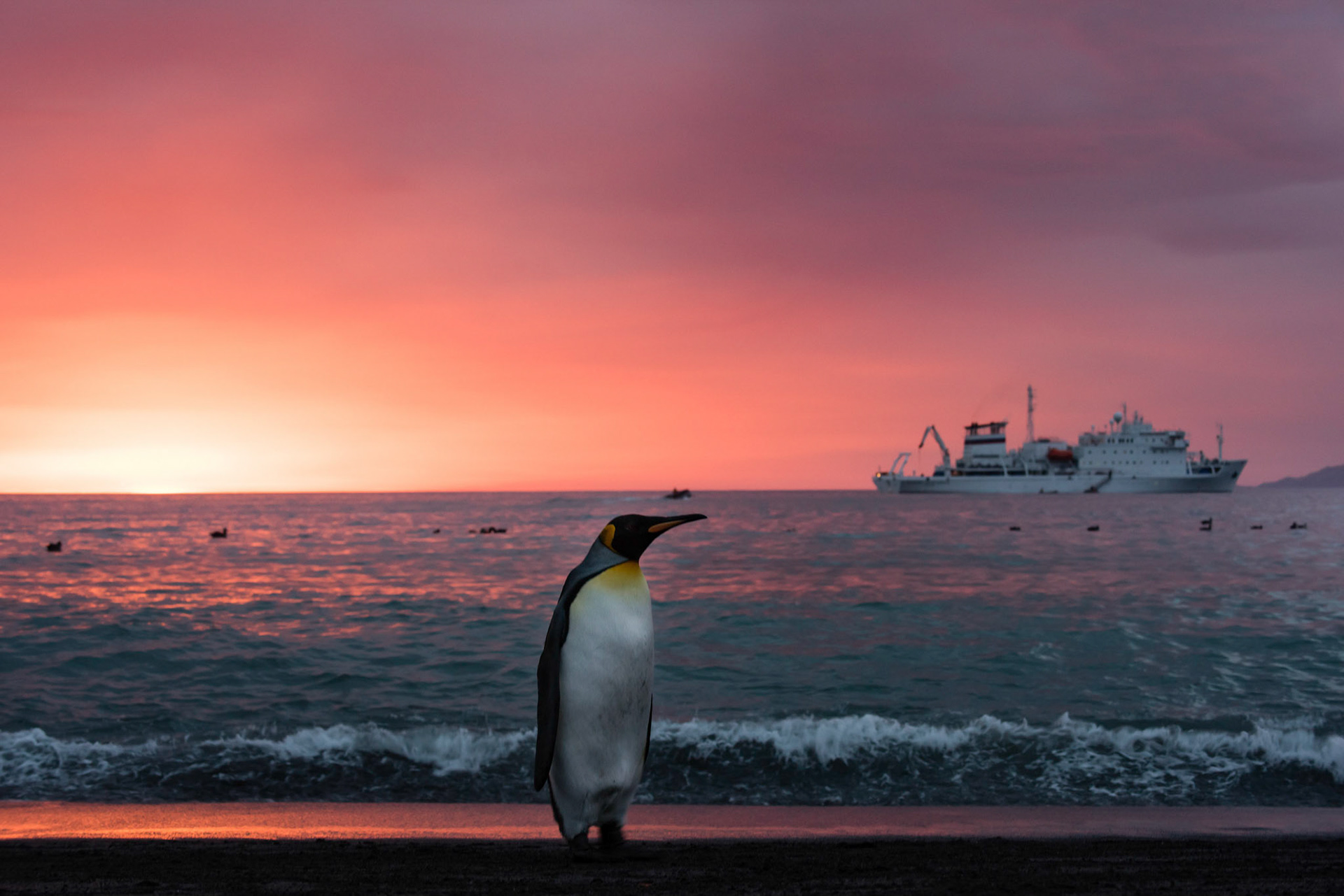 Early Rise Of The King