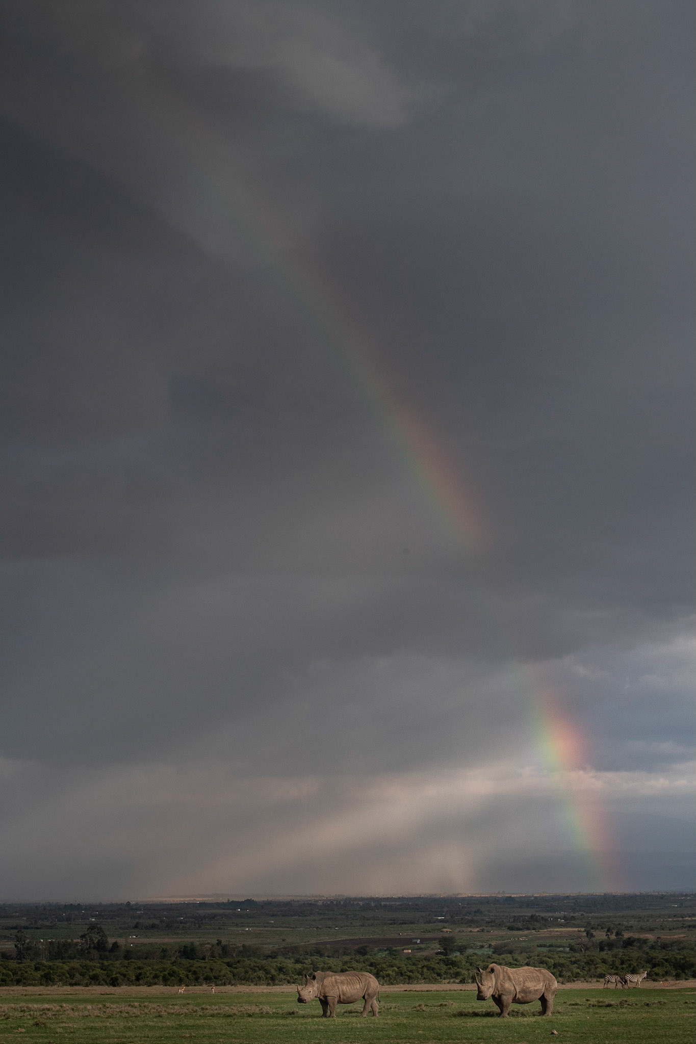 In Ol Pejeta, as the storm closed in we positioned ourselves close to a pair of grazing white rhinos, hoping that the briefly glimpsed rainbow would return. As the sun pushed through, we were able to put these iconic animals against the stunning sky. Currently critically endangered, I hope that in future years there will be many more than two rhinos beneath each rainbow.