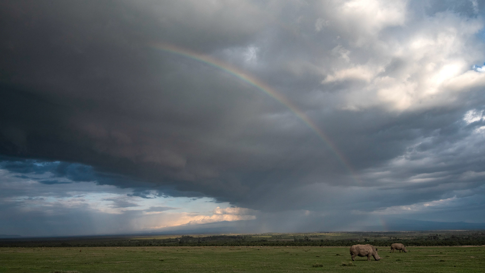 As the storm closed in we positioned ourselves close to a pair of grazing white rhinos, hoping that the briefly glimpsed rainbow would return. As the sun pushed through, we were able to line up these iconic, yet critically endangered, animals with the sky and landscape of Ol Pejeta. In future years, I hope there will be many more than two rhinos beneath each rainbow.