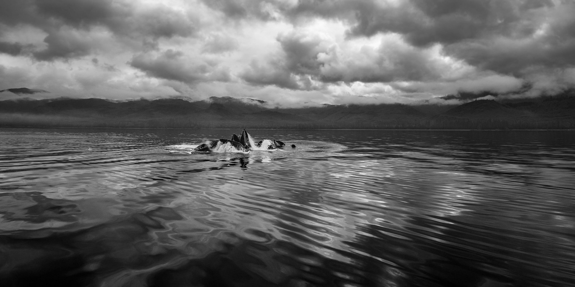 Fredrick Sound, Alaska. July 2019. We were privileged to spend many hours with this pod of humpbacks bubblenet feeding. The clouds rolled in as the whales hugged the coastline emerging several times in the smooth dark water.