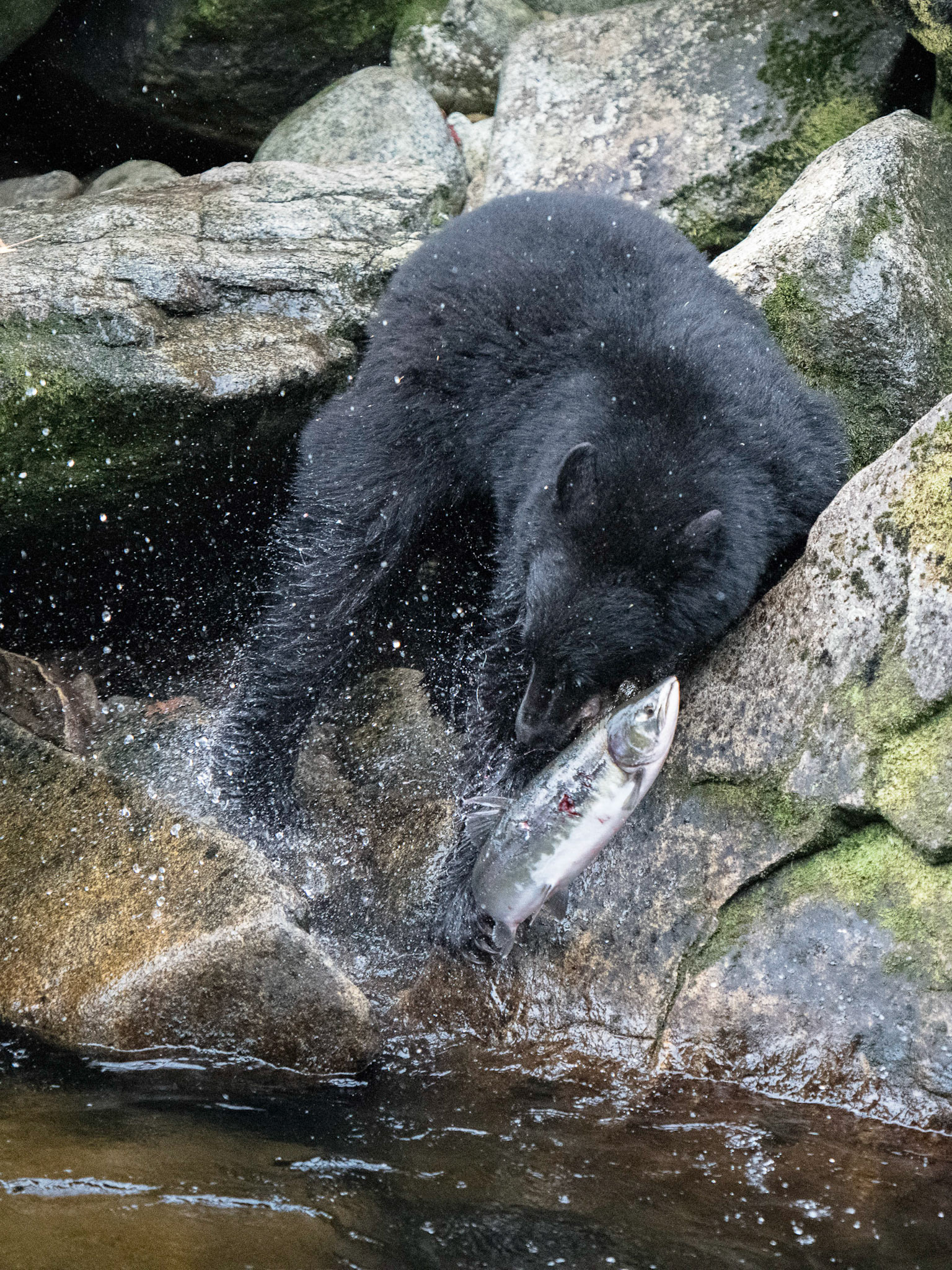 Anan Creek, Alaska, July 2019. Finally this black bear had a successful hunt, but as it clambered back up the rocks with its prize, the salmon wriggled free and the bear tried in vain to grab it as it fell bakc in to the river.
