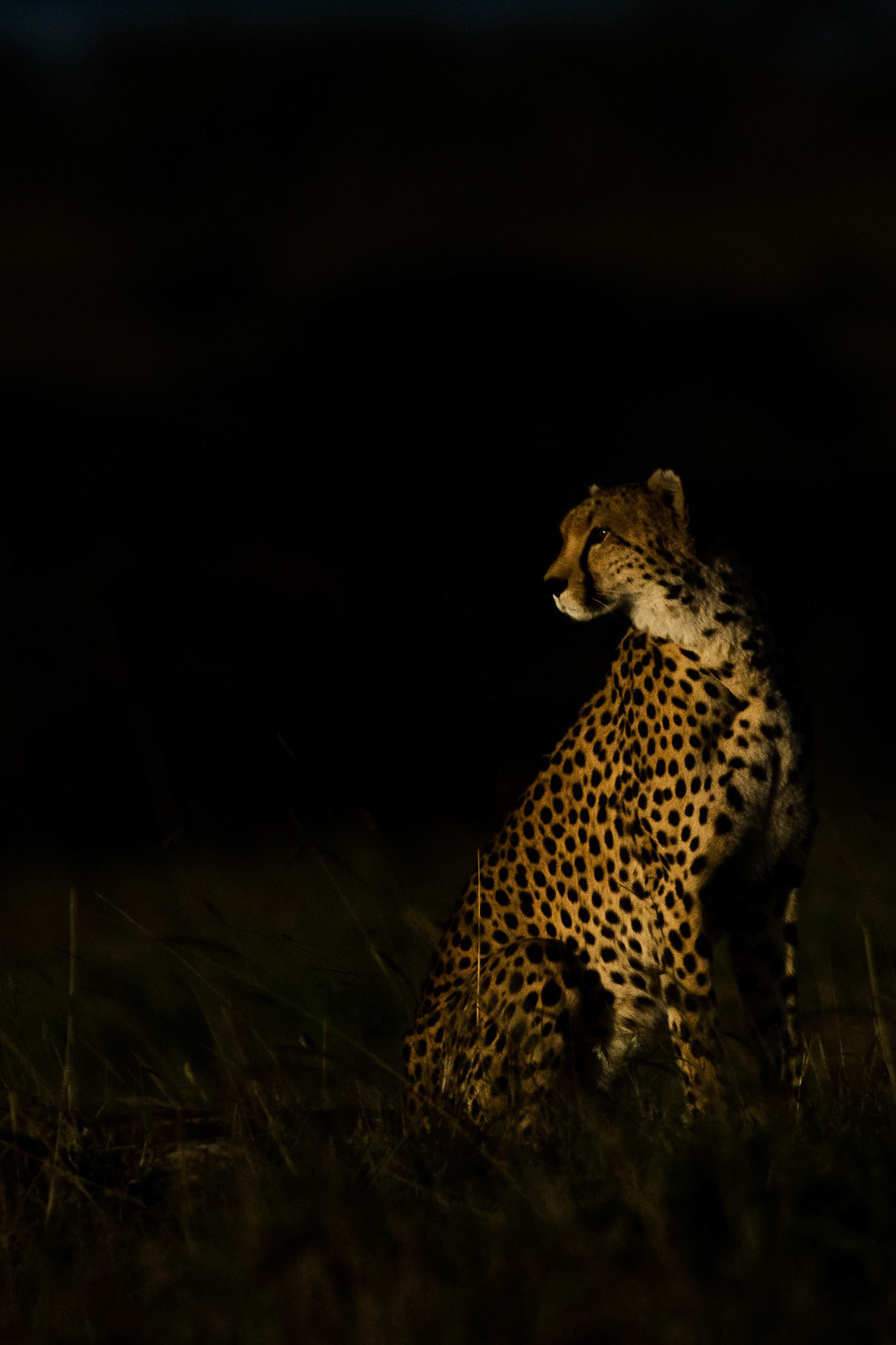 Masai Mara, Kenya. January 2019. Whilst following the family of cheetahs across the plains, the evening light came in at an angle to illuminate this cat.