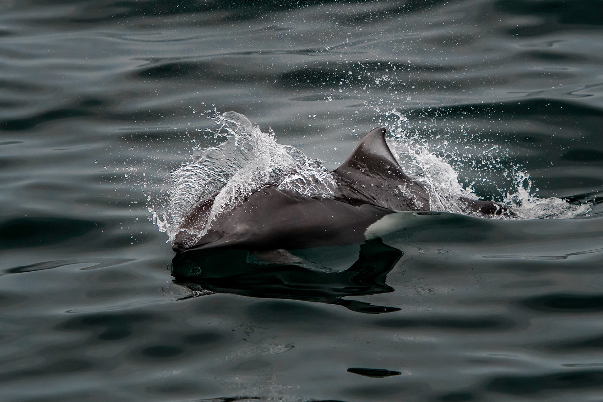 Southern Alaska, Jul 2019. Charmed by several encounters with these Dall's porpoises, I was determined to take a shot which was more than just a splash as these speedy creatures zoomed across the bow of our boat.g