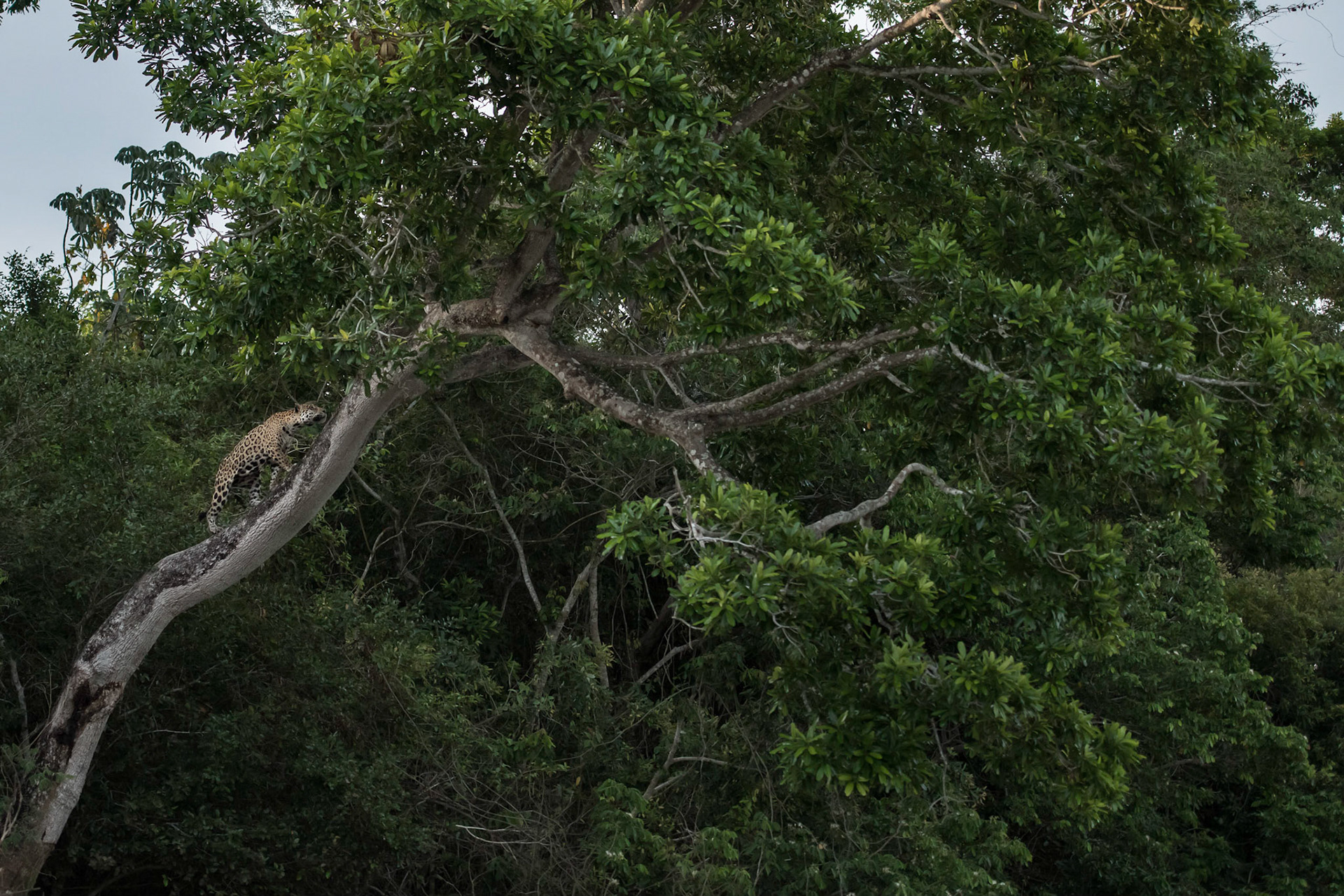 Taken in Pantanal, Brazil Oct 18 Attending London presentation