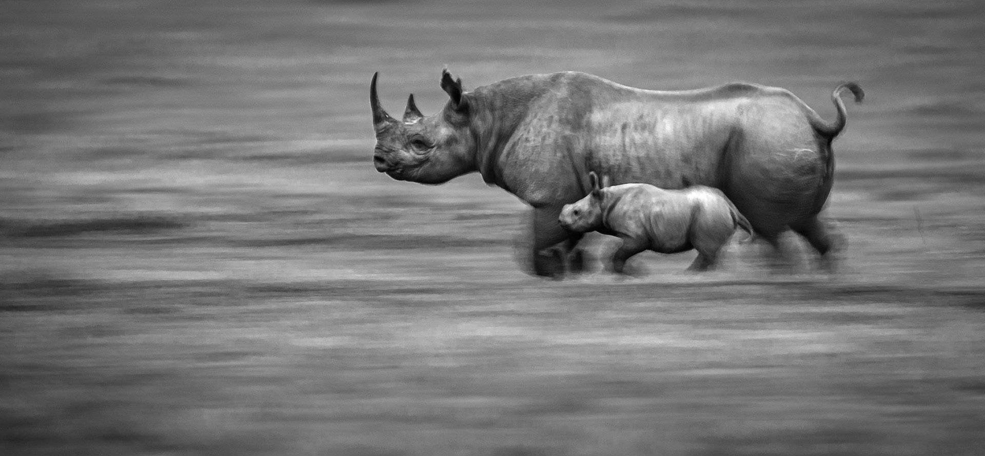 At dawn in Ol Pejeta conservancy, Kenya, a sight to warm the heart. A one month old Black Rhino with it's protective mother scurrying for cover as the sun came up. Critically endangered, with calves staying with their mothers for up to three years, it will take time for the population to grow, but the green shoots are here to see.