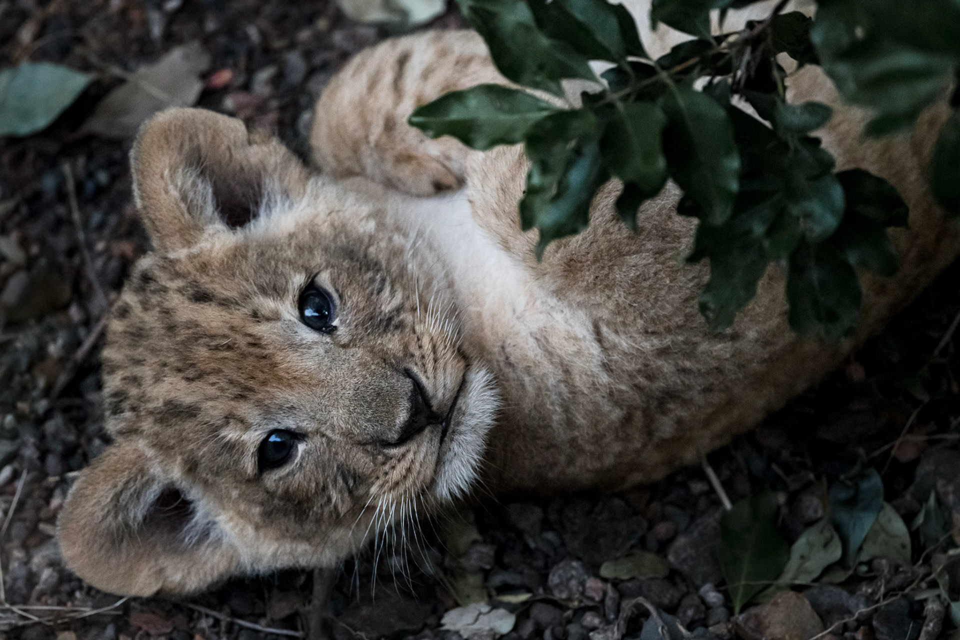 Peek-A-Boo