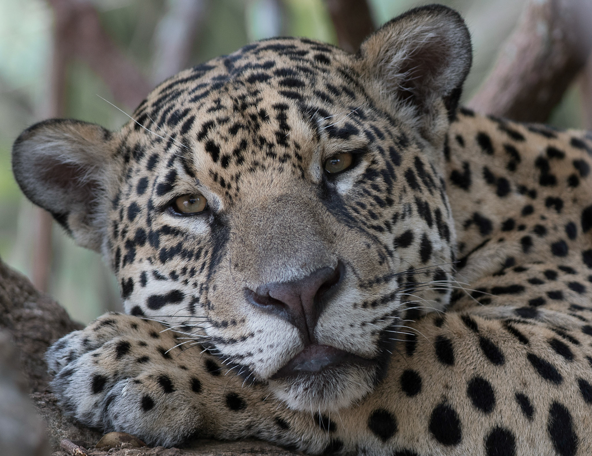 Pantanal, Brazil October 2018 After spotting this jaguar walking by the river, she found a shady spot in a tree overhanging the water and we spent several hours with her whilst she rested and preened in her comfortable spot.