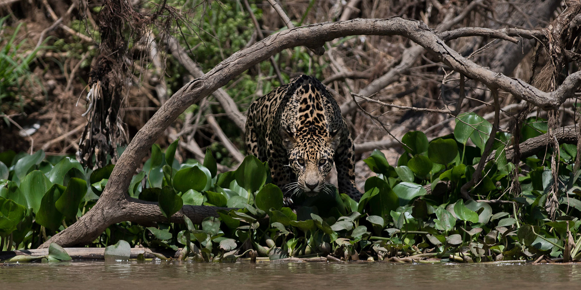 Taken in Pantanal, Brazil Oct 18 Attending London presentation