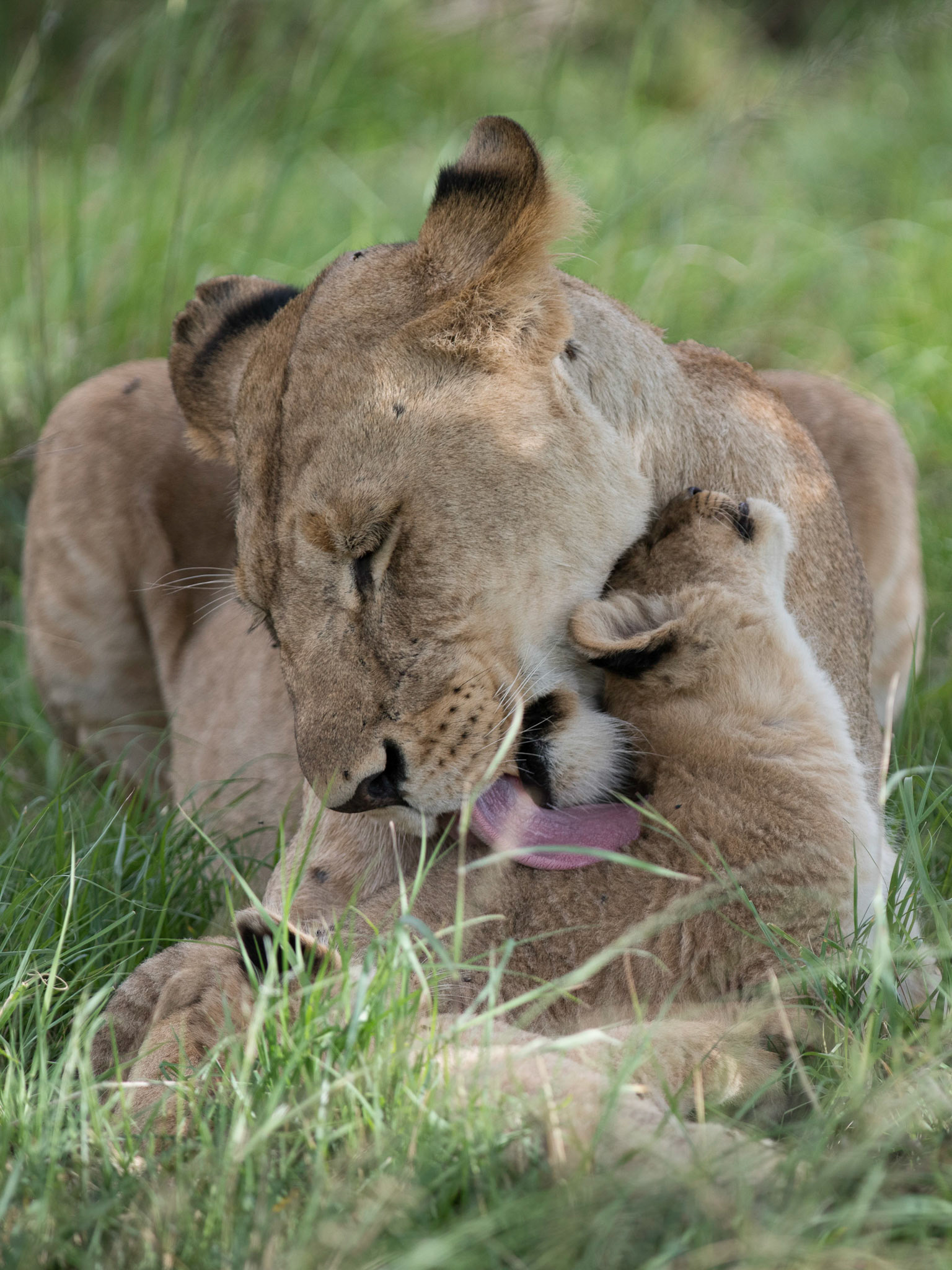 Masai Mara, Kenya. January 2019. Lioness and cub. Grooming in between play sessions for this one of three cubs.