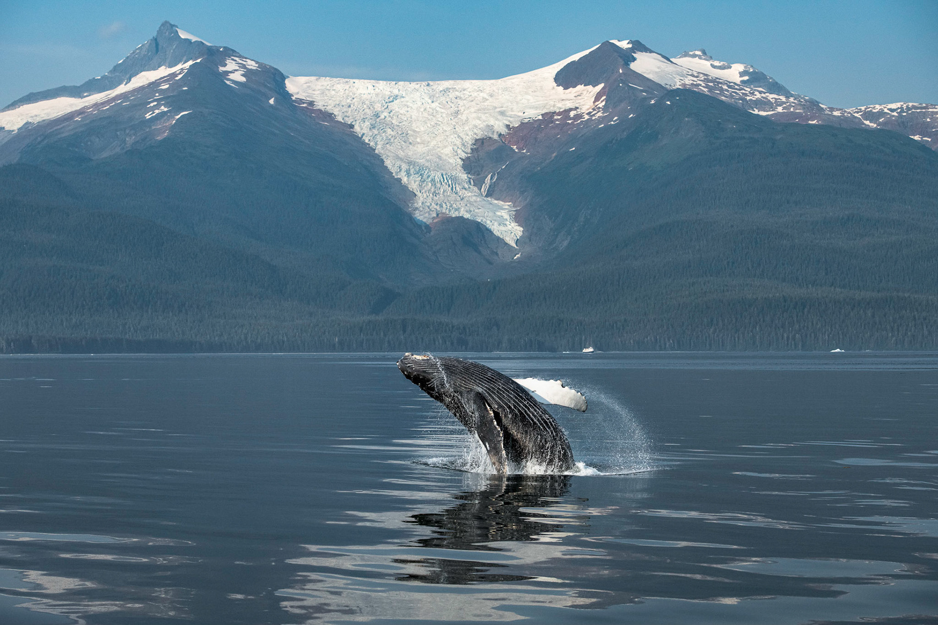 Holkham Bay, Alaska. July 2019. Observing multiple breaching of this humpack with a calf in Holkham Bay Alaska, I hoped for a breach in the perfect position in front of Hanging Glacier and I was ready when it obliged.