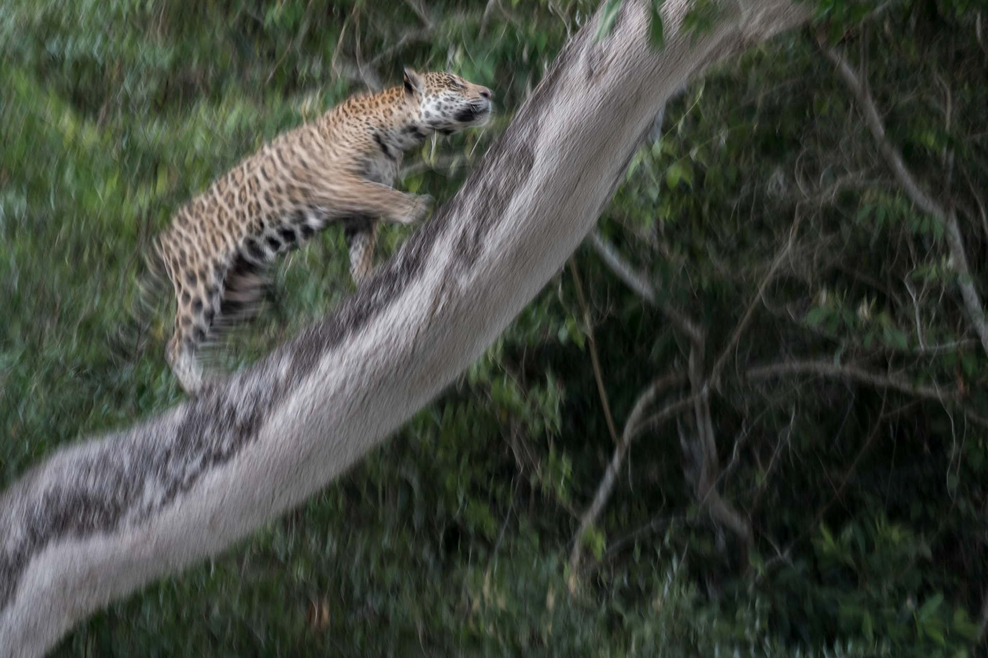 Jaguar, Pantanal, Brazil, Oct 18. Attending London show
