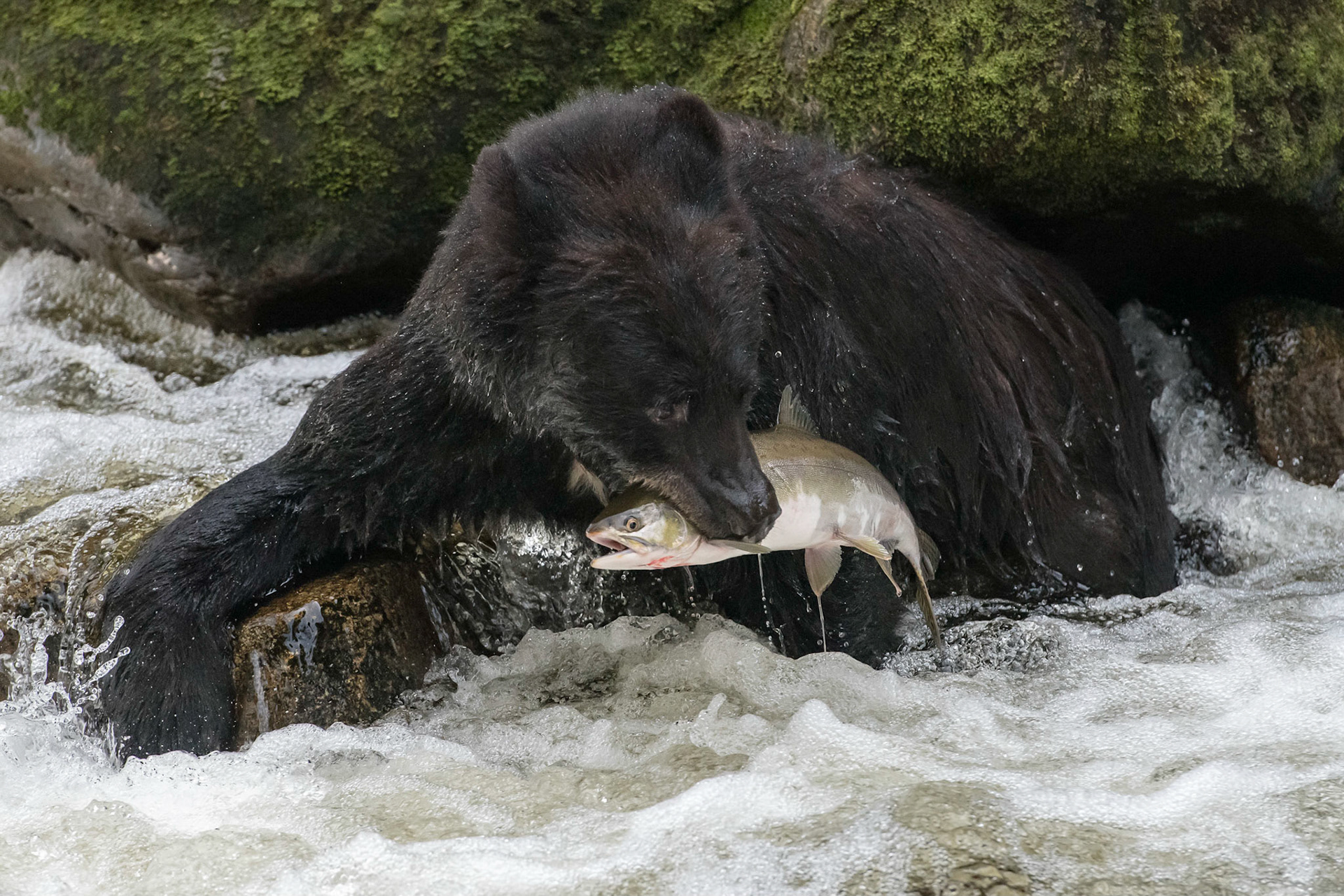 Anan Creek Alaska. July 2019. Black Bears fishing on the salmon run is a joy to watch, The river teems with fish, though the younger bears miss more than hit as they learn how to catch them.