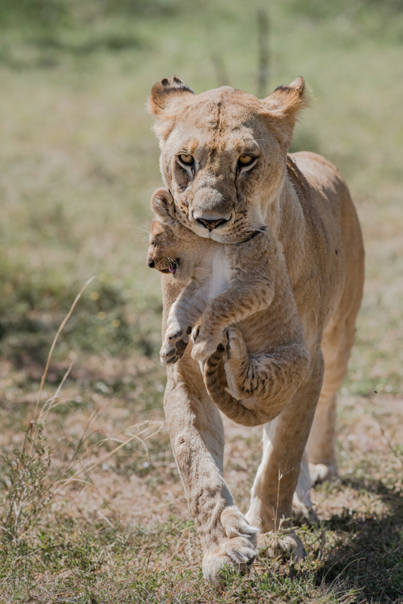 Masai Mara, Kenya. January 2019. Keeping small cubs in line and sometimes require a hands on or jaws on approach.