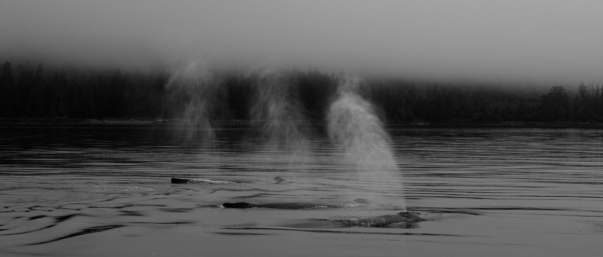 Fredrick Sound, Alaska. July 2019. Time spent observing humpacks feeding, breathing and diving again is a joy, occasionally order appears out of chaos and the breathe together.
