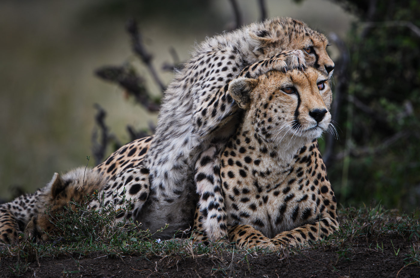 Keeping Watch With Mom