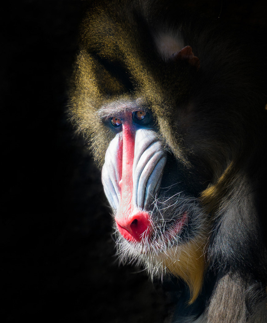 Mandrill