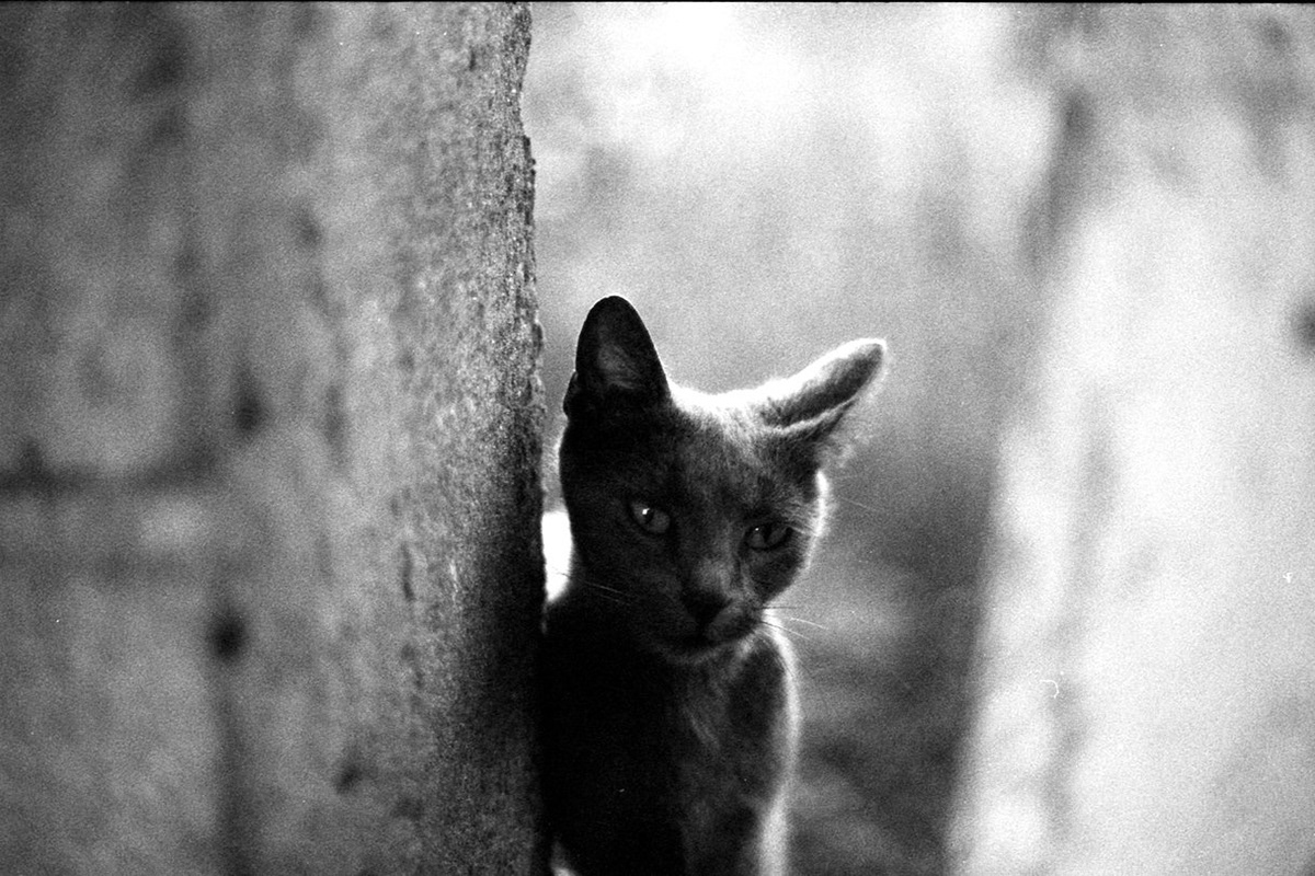 Créditos: https://www.lomography.com/homes/ofchanceandchoice