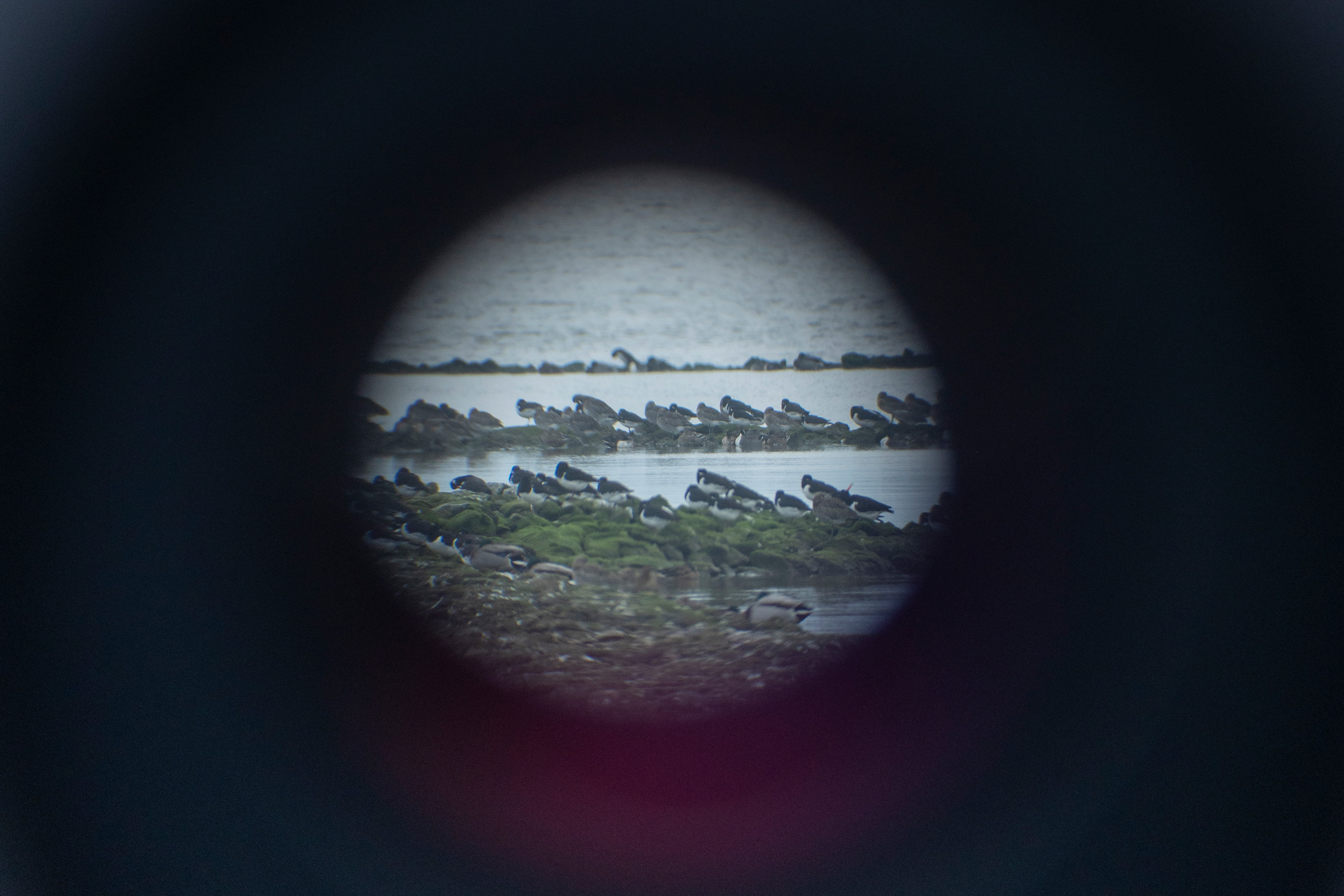 Der Blick durchs Monokular auf eine Gruppe Vögel