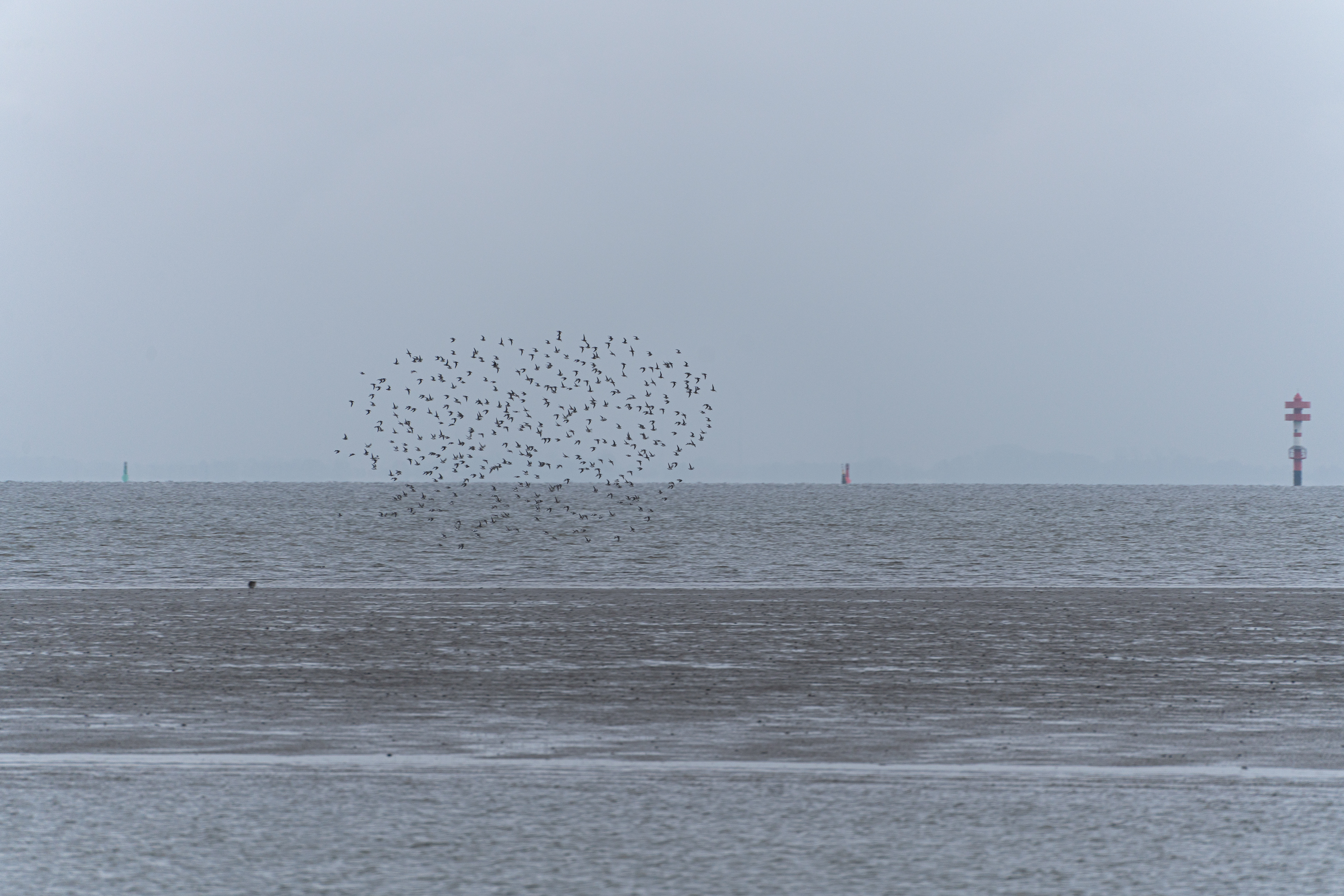 Ein Schwarm Vögel über dem Meer
