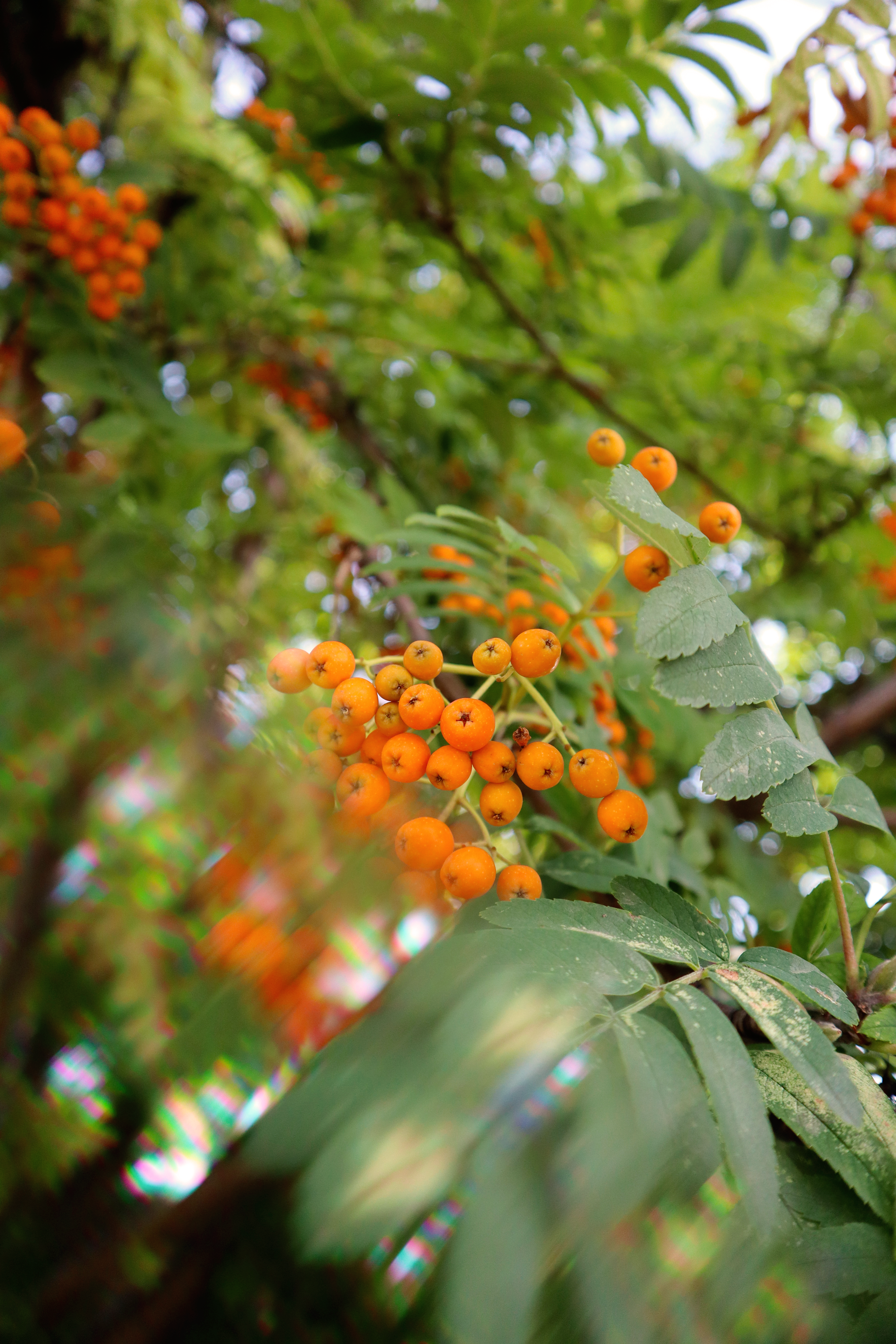 Botanical Gardens of Silver Springs 2022 - Photography by Nikki Montilla