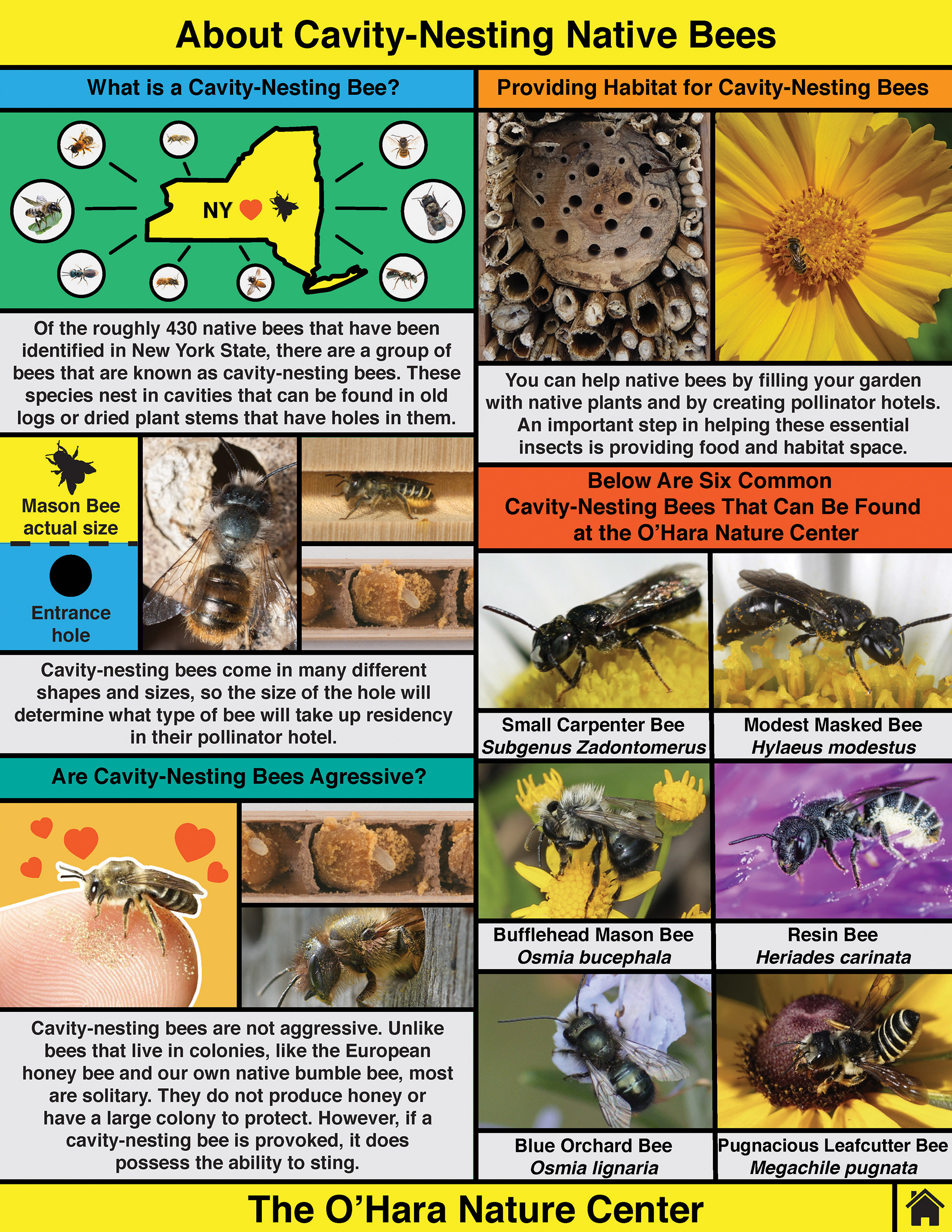 CJ Reilly III - Cavity-Nesting Bee Educational Material