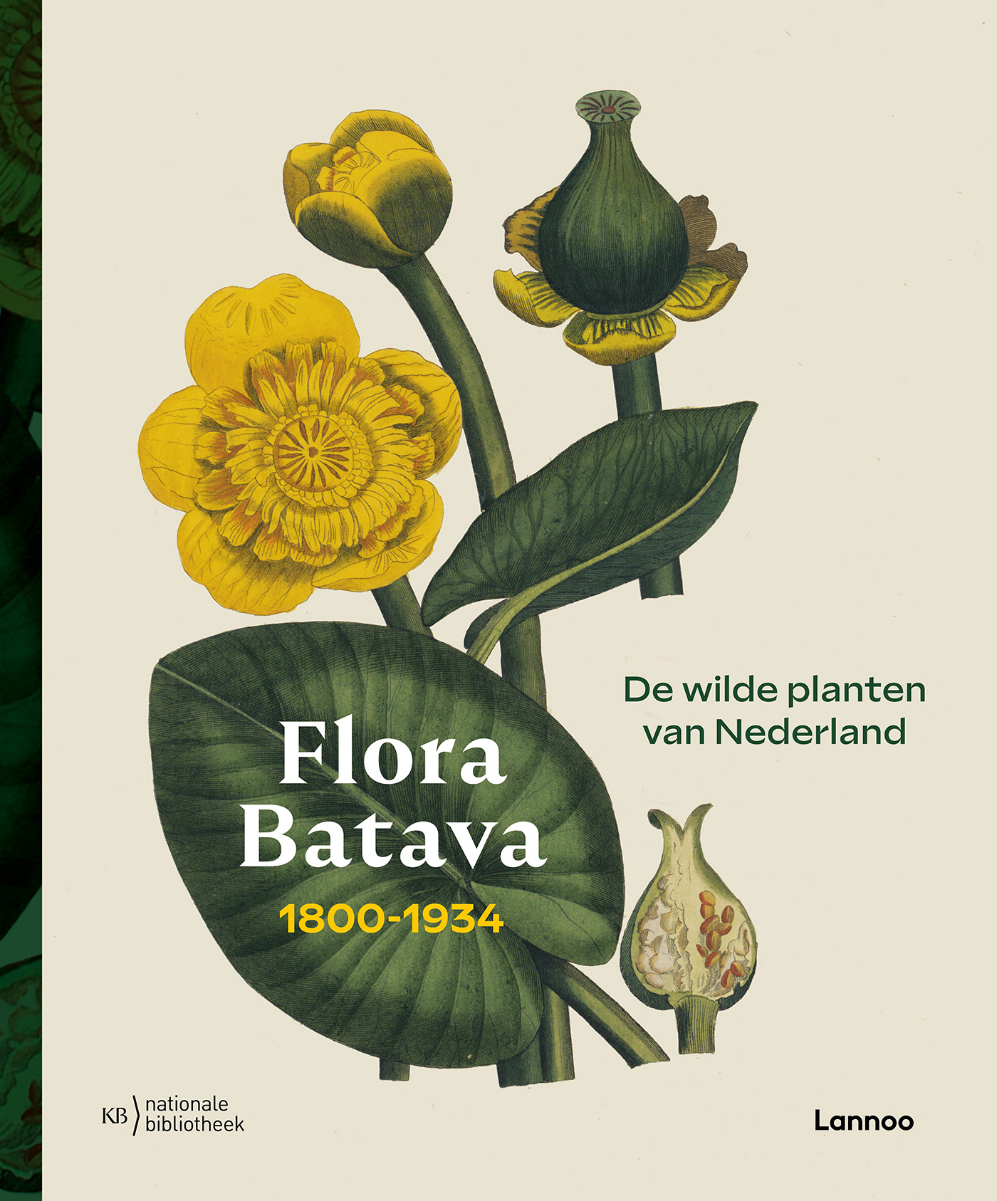 Flora Batava 1800-1934 - Verborgen in het volle zicht, Rietorchis