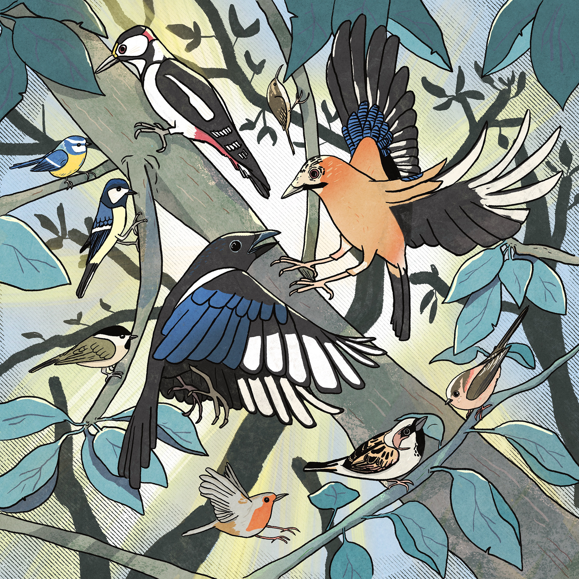 Oiseaux observés dans mon jardin :)