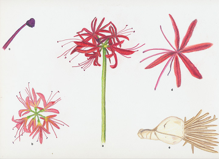 Spider Lily botanical plate. Colored pencil study for Scientific Illustration Distance Program.