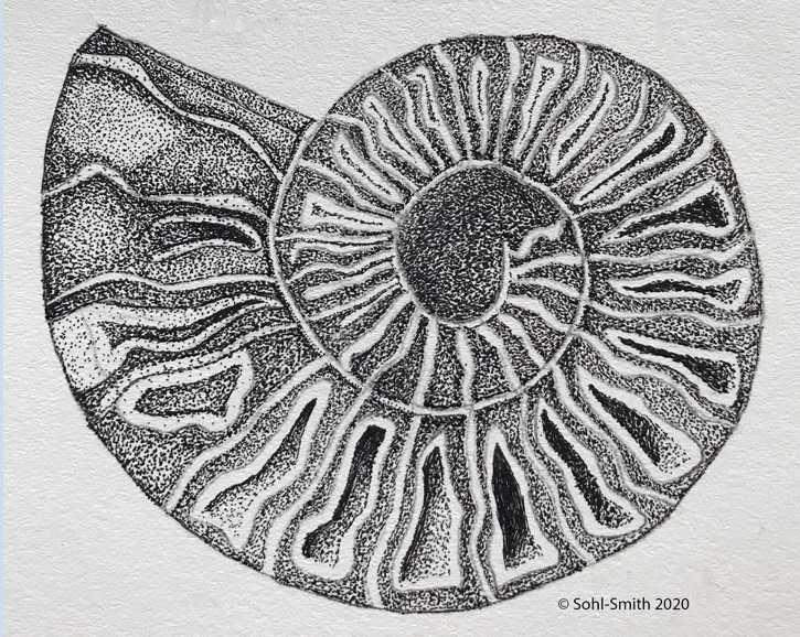 Ammonite section, micron technical pen on paper