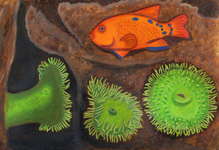 Giant green sea anemones and Garibaldi fish. Watercolor and colored pencil.  Final project for Scientific Illustration Distance Program.