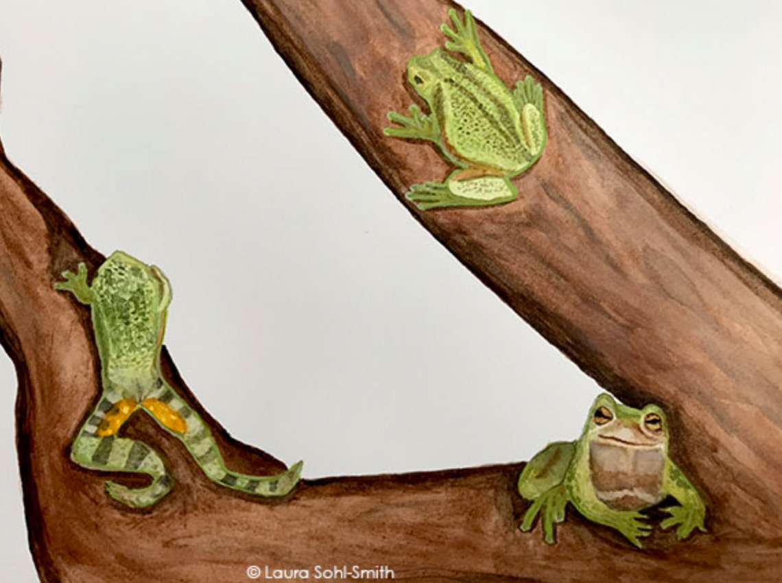 Hyla versicolor (Tree frogs). Watercolor on paper for Scientific Illustration Distance Program