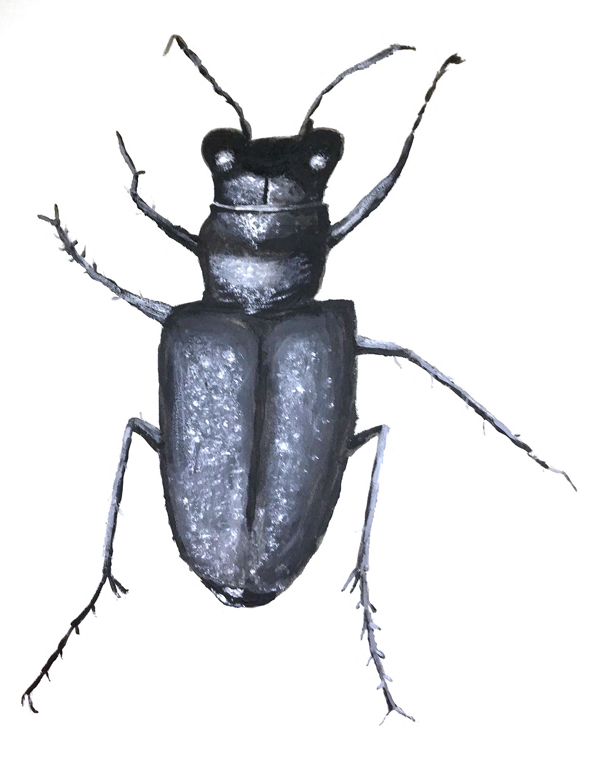 Beetle black and white study with ink for RISDCE Graphic Design certificate