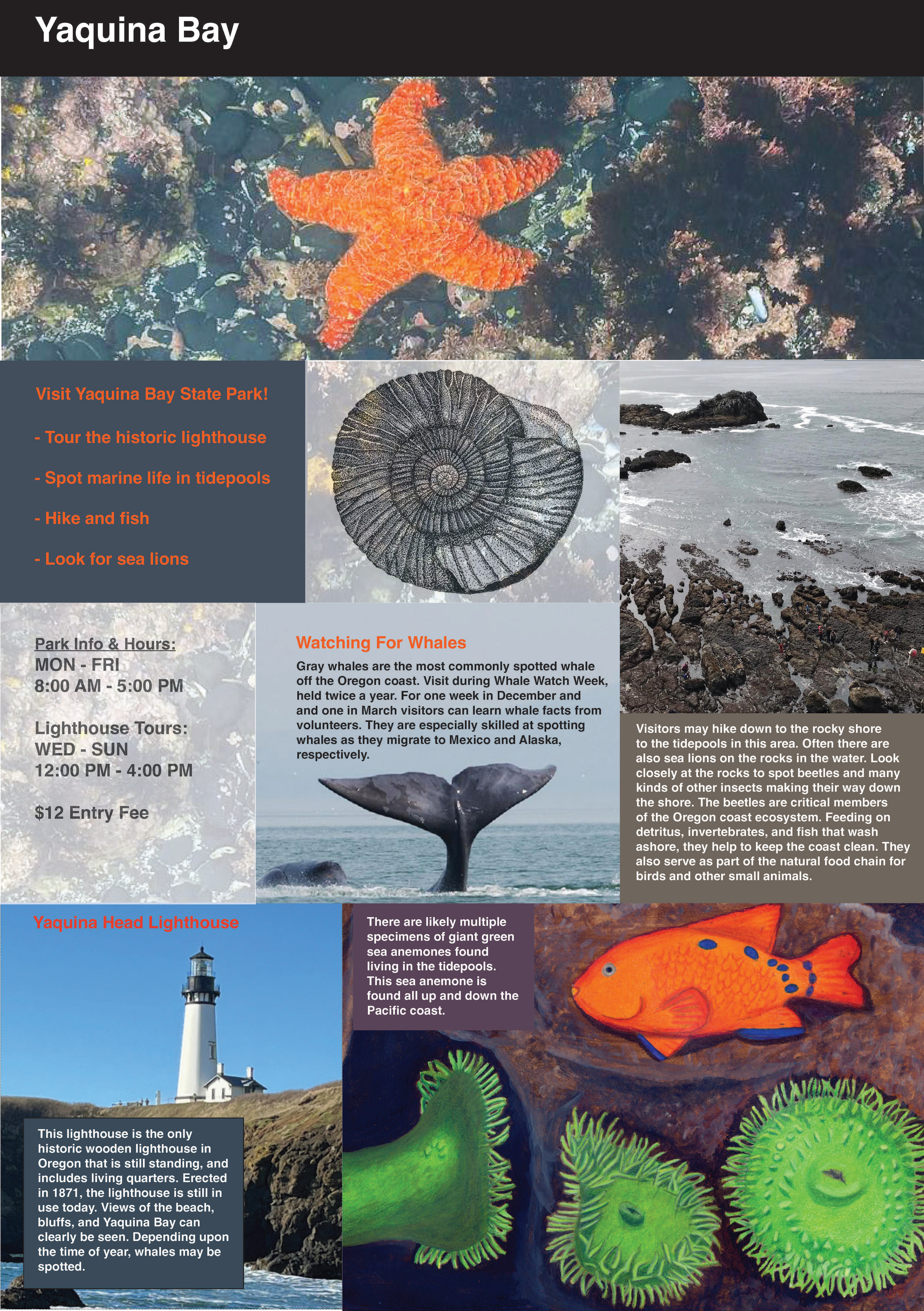 Yaquina Bay National Park brochure using InDesign, project for RISDCE Graphic Design certificate. This project was meant to demonstrate the use of a unigrid similar to the unigrids used in National Park brochures.