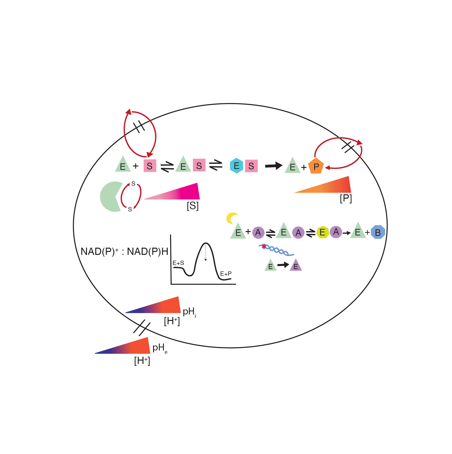Figure for article published in Bioscience Reports, Feb 2022. 