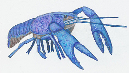 Procambarus alleni (Blue crayfish). Colored pencil on paper, illustration for field guide activity used at the Oklahoma Aquarium for teen visitors.