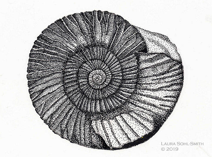 Ammonite fossil, crowquill pen, project for Scientific Illustration Distance Program