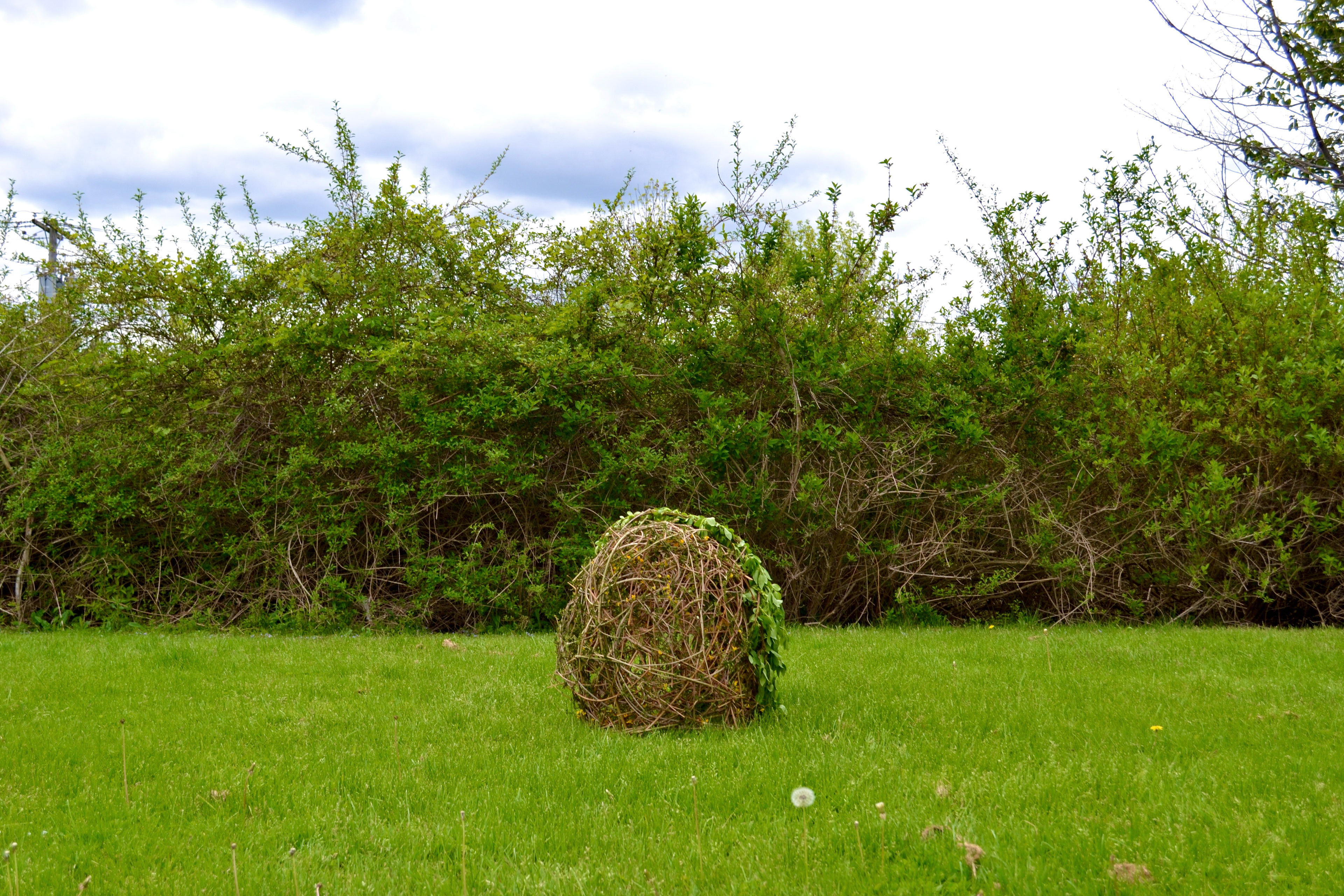 "Controlled Environment" Woven Forsythia Branches