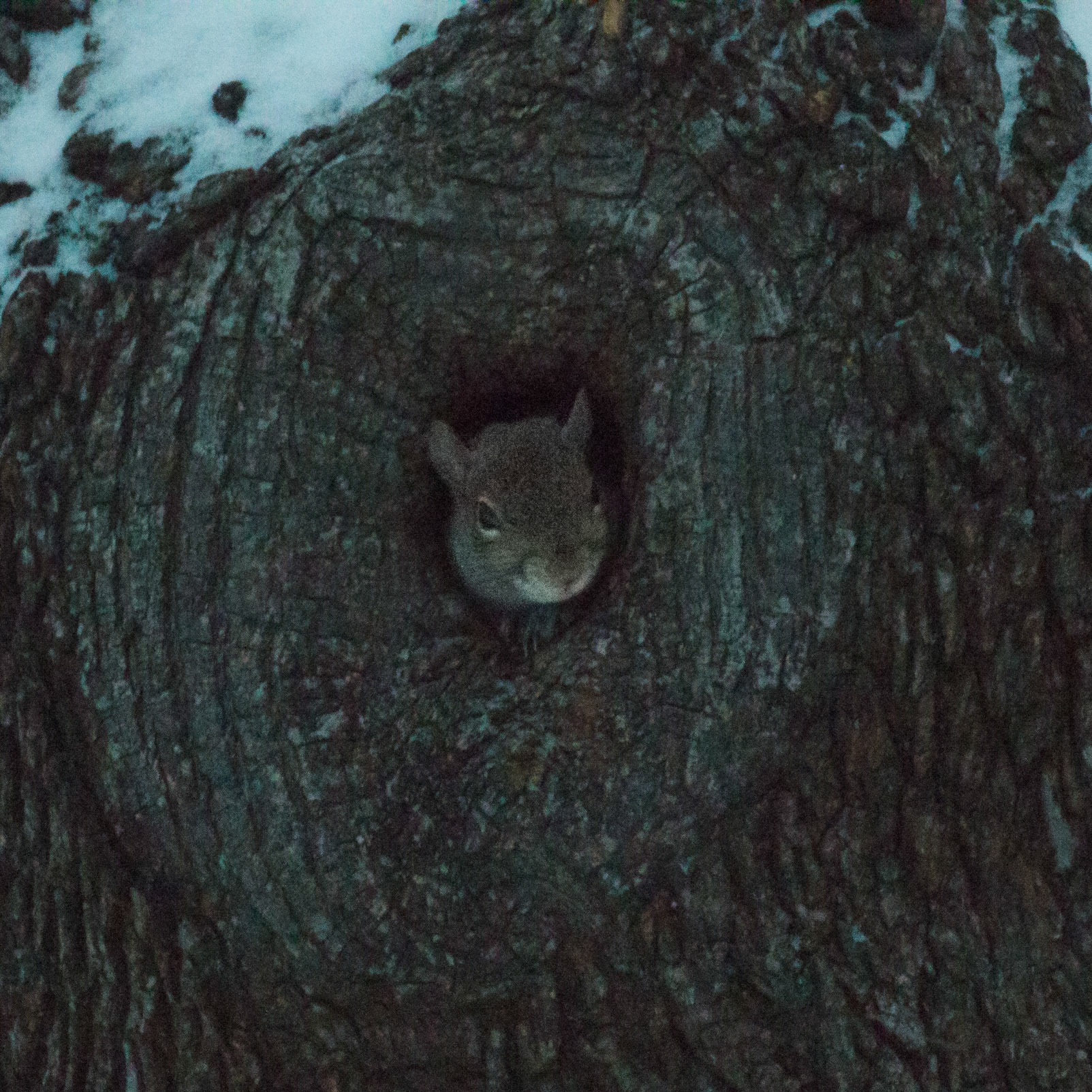 Pica.Photo - Wildlife