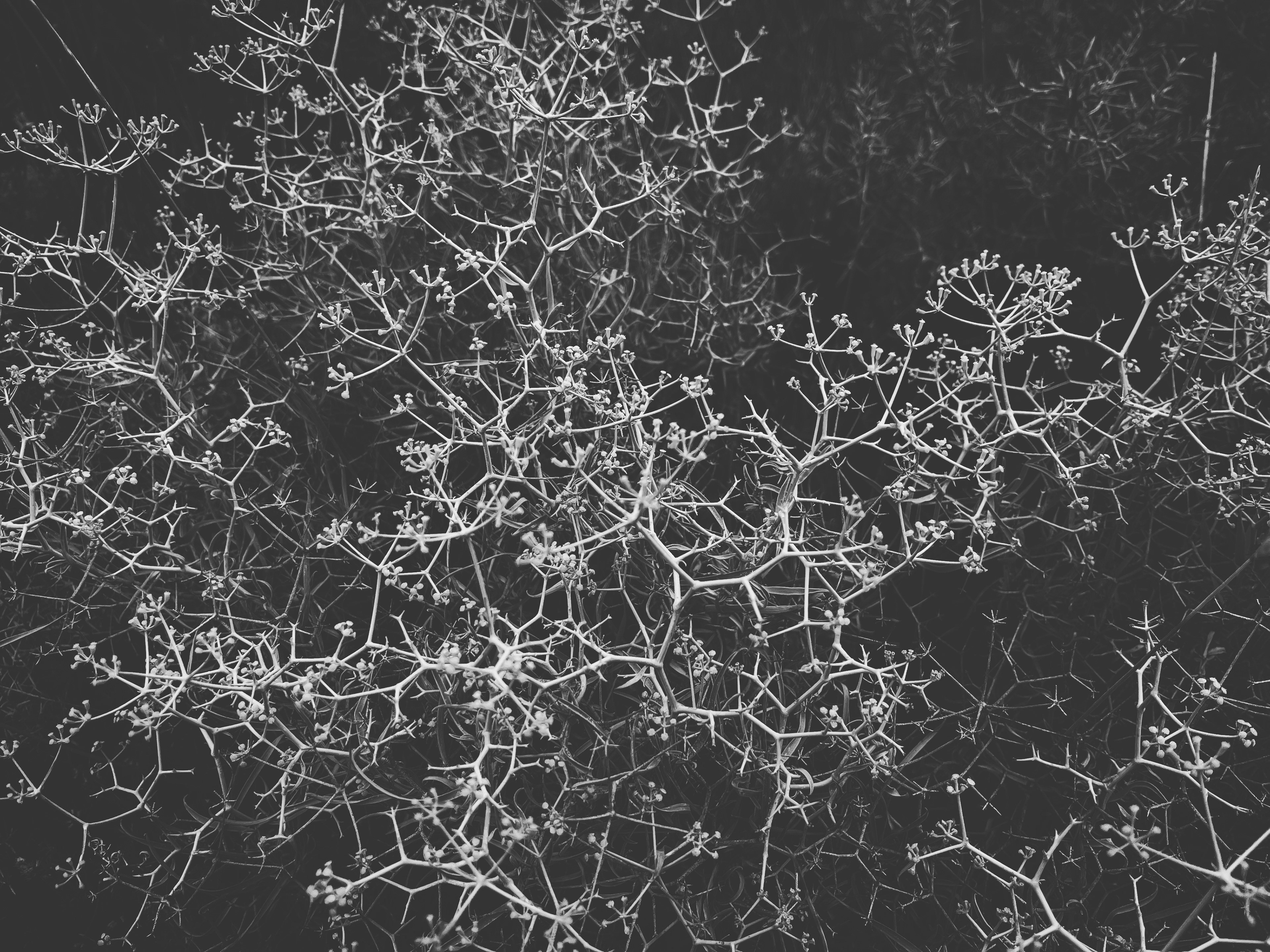 Prado Negro, Granada, Spain