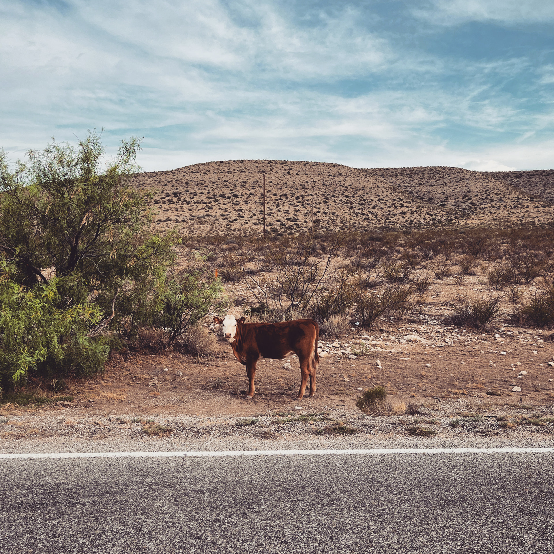 Lincoln National Forest, NM