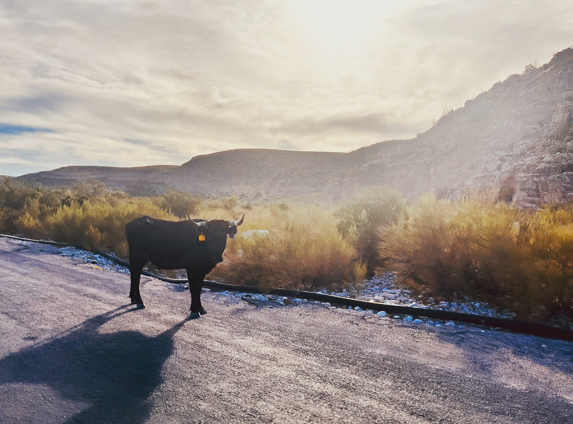 Lincoln National Forest, NM