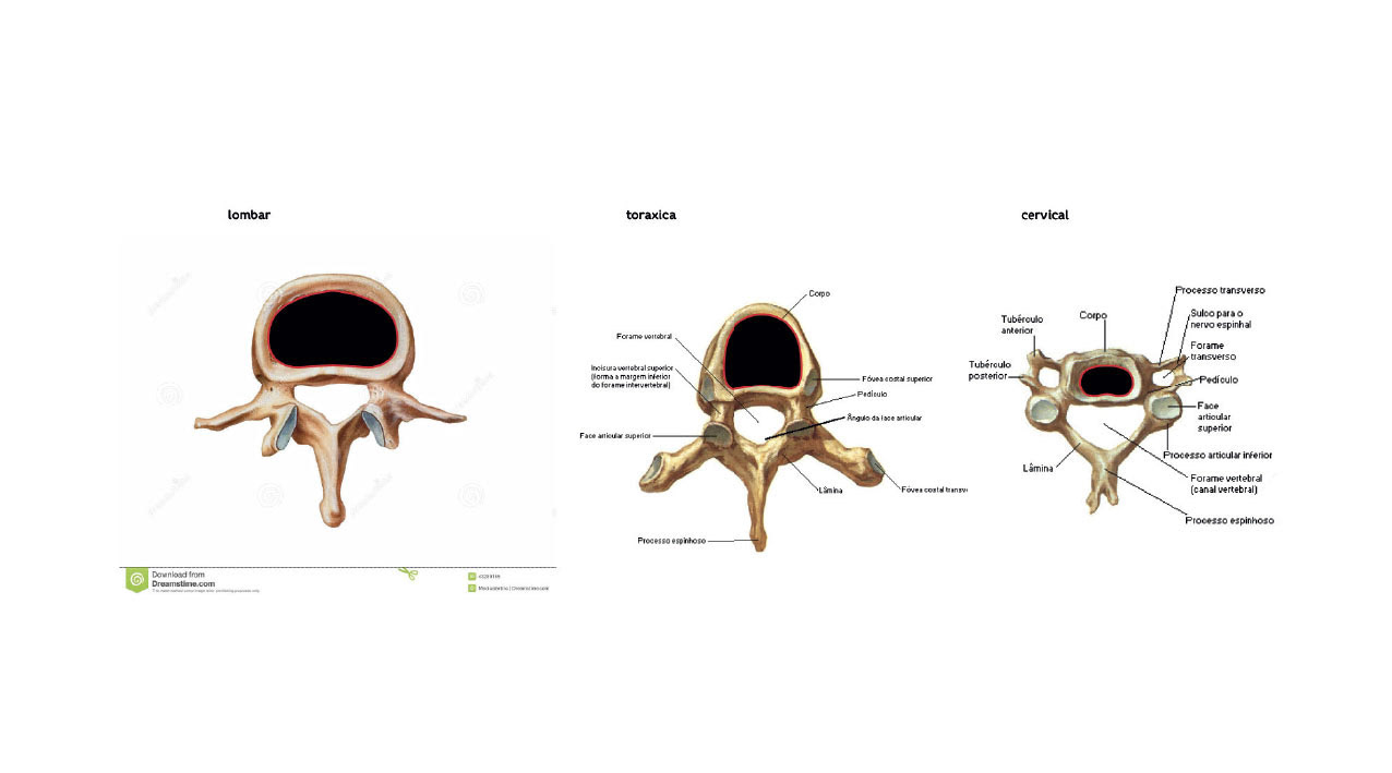 Dr. Antenor MazzuiaAntenor Mazzuia Ortopedia e Cirurgia da Coluna