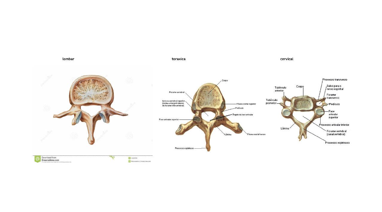 Dr. Antenor MazzuiaAntenor Mazzuia Ortopedia e Cirurgia da Coluna