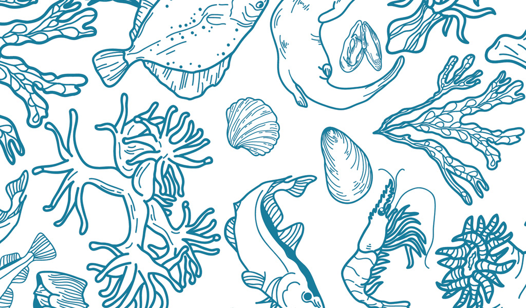 Aberdeen Local Sealife Illustrations
