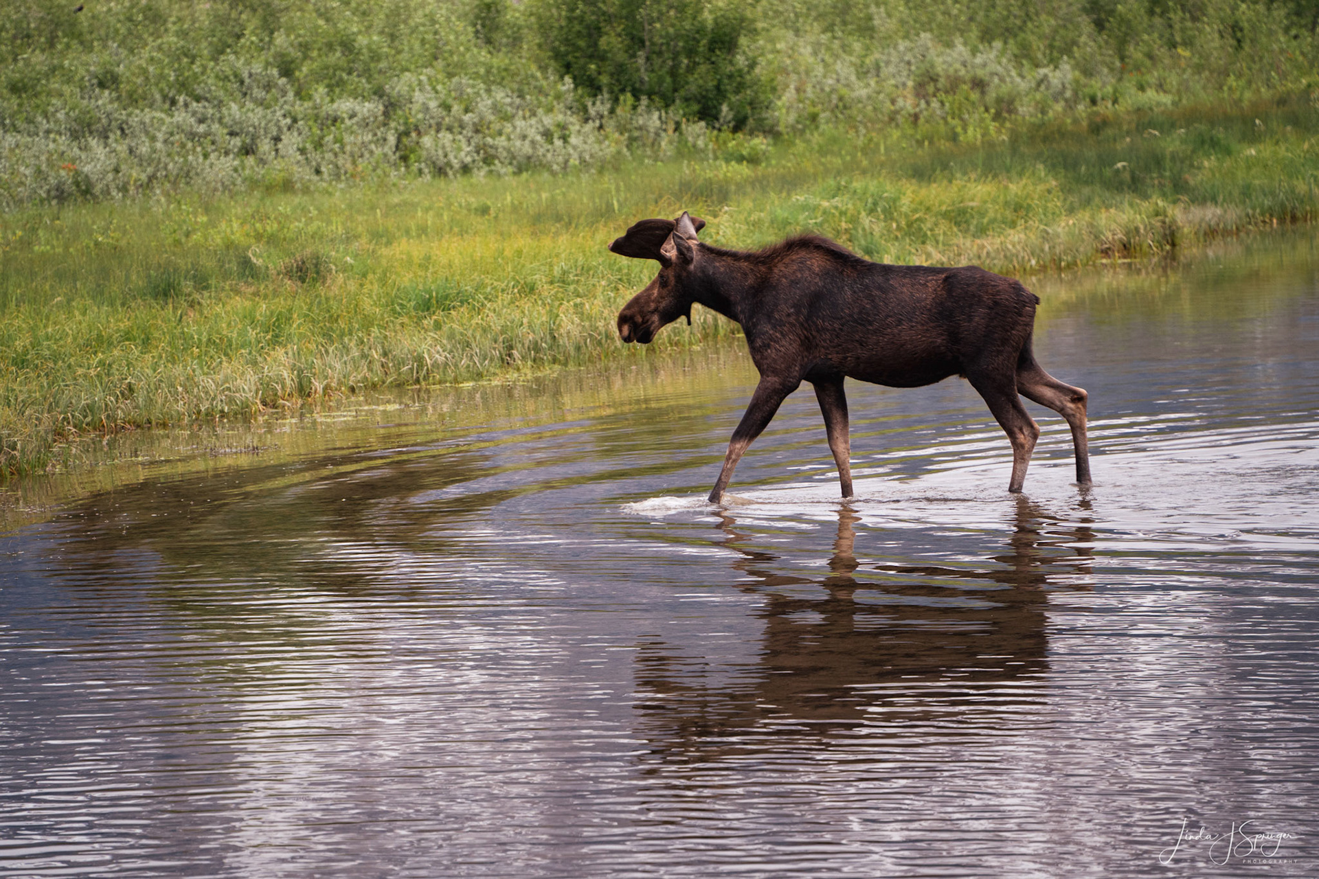 Moose at Schwabacher Landing