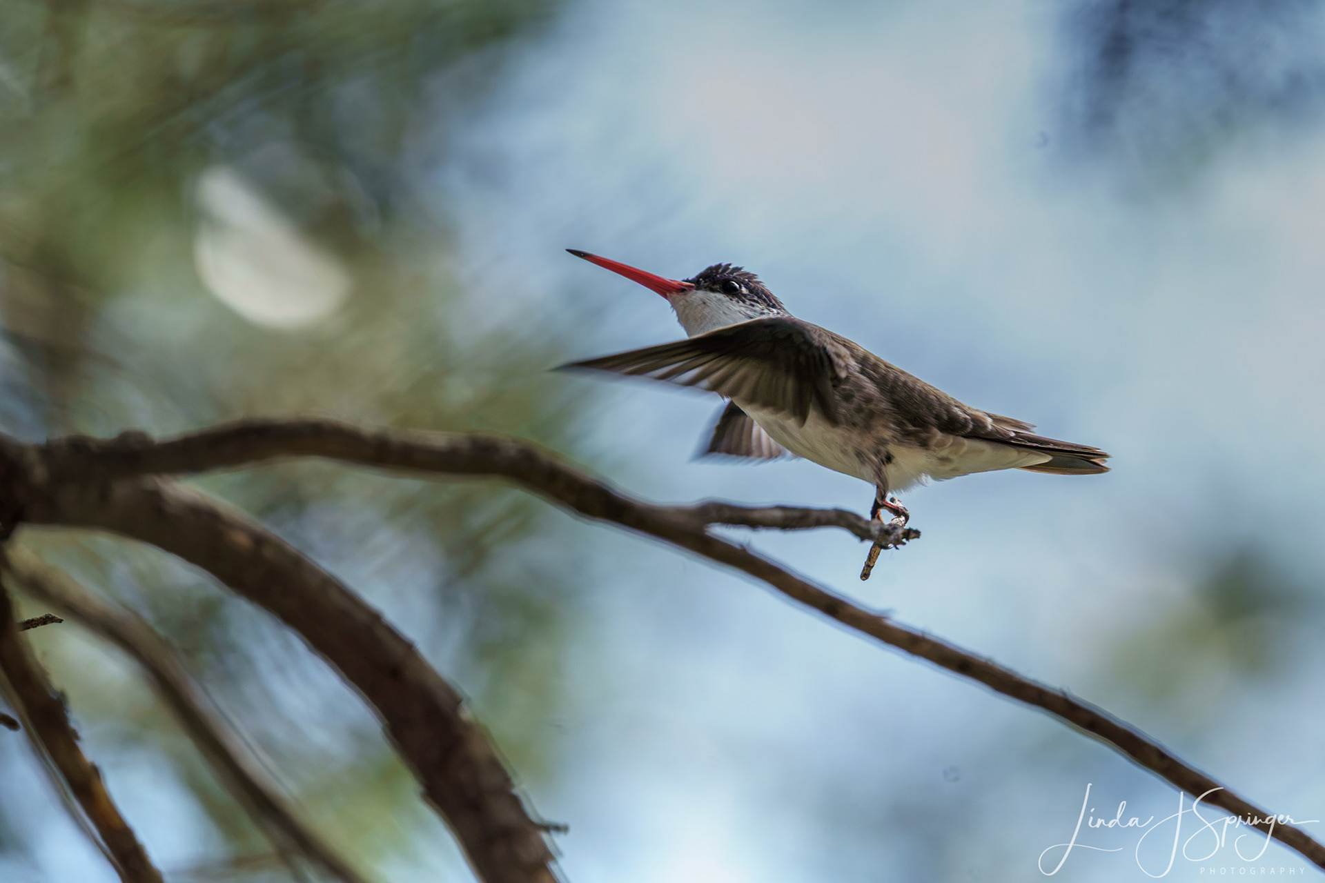 Violet-crowned Hummingbird